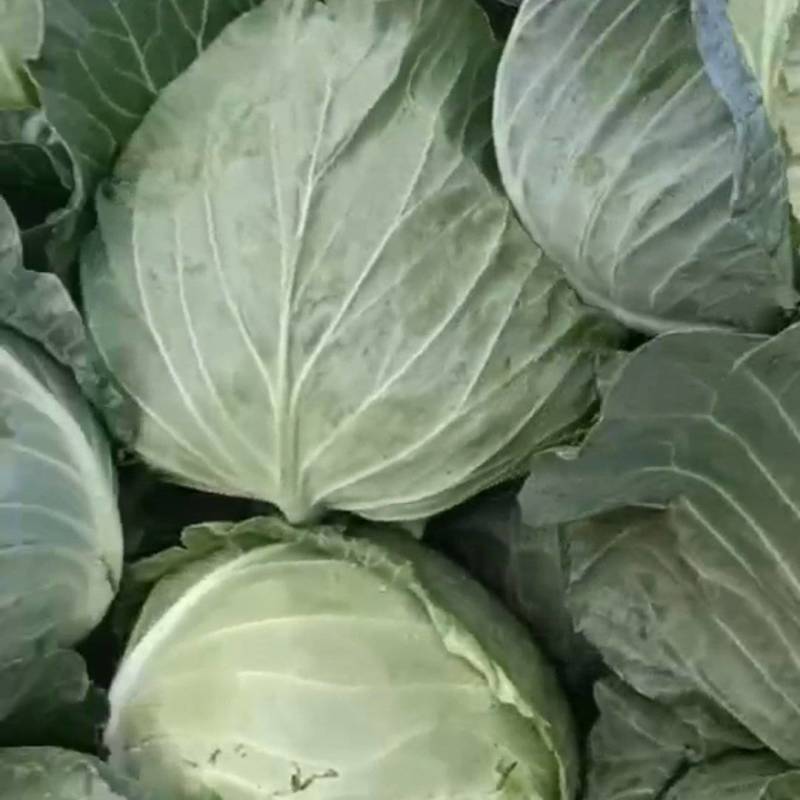 精品包菜