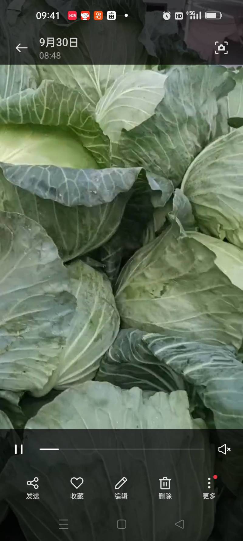 精品包菜