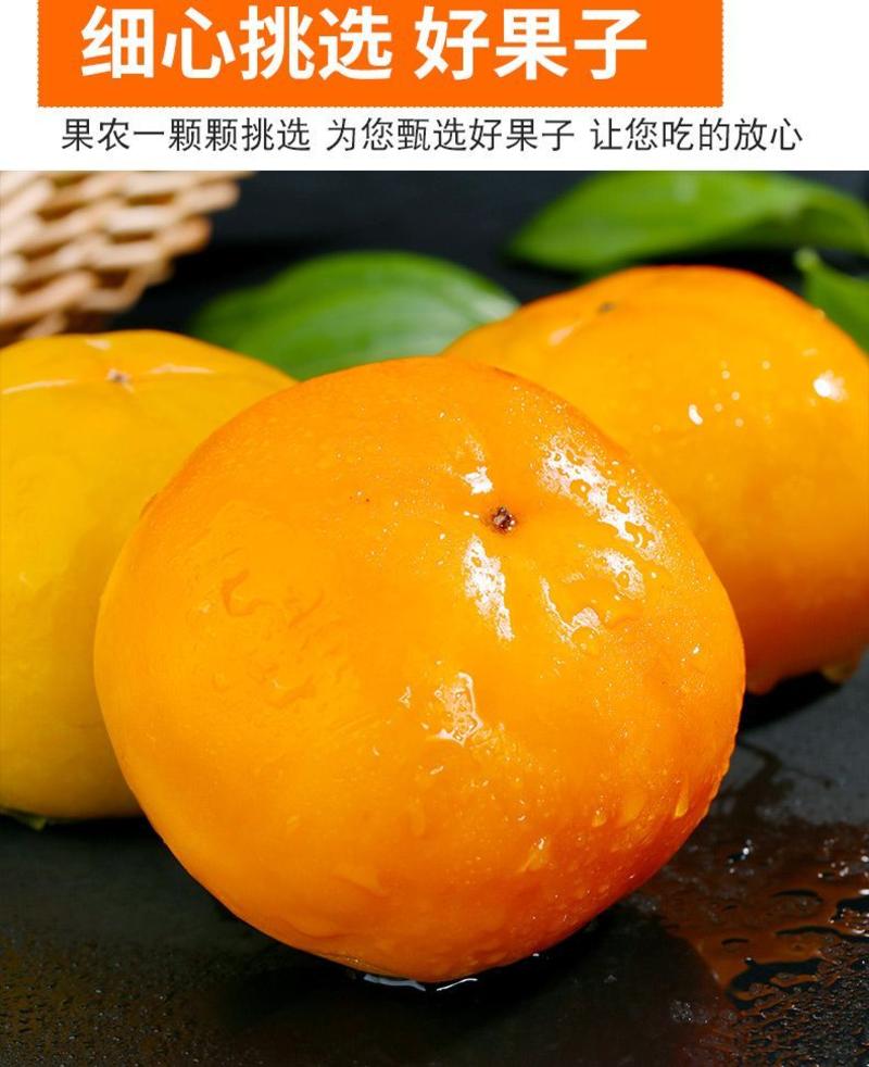 阳丰柿子，低至1.3元/斤