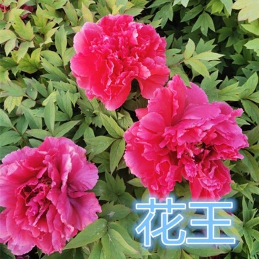 观赏牡丹大花王，牡丹花王现起苗现发货，菏泽基地直供货源充
