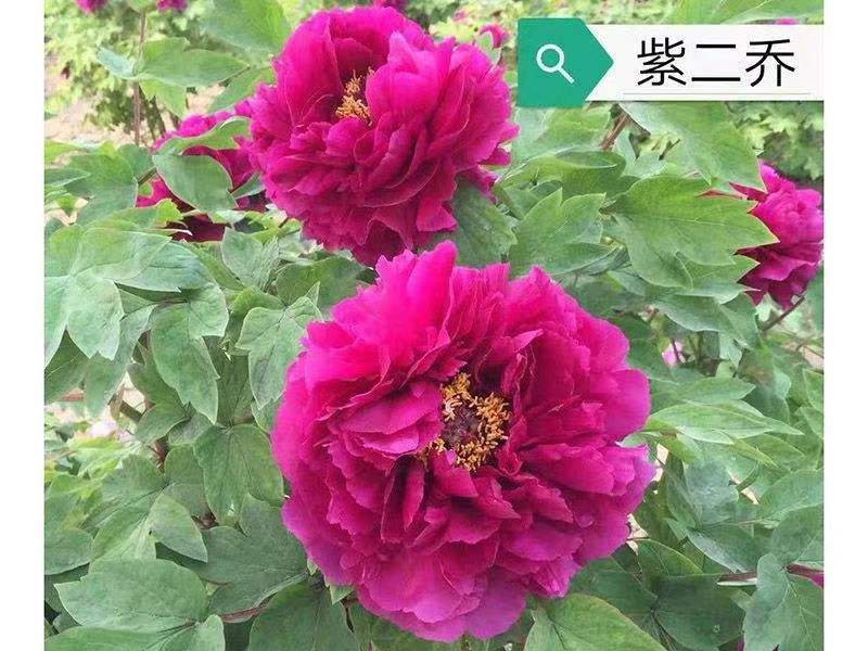 观赏牡丹大花王，牡丹花王现起苗现发货，菏泽基地直供货源充
