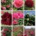 观赏牡丹大花王，牡丹花王现起苗现发货，菏泽基地直供货源充