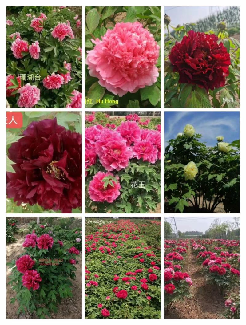 观赏牡丹大花王，牡丹花王现起苗现发货，菏泽基地直供货源充