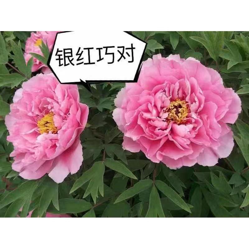 观赏牡丹大花王，牡丹花王现起苗现发货，菏泽基地直供货源充