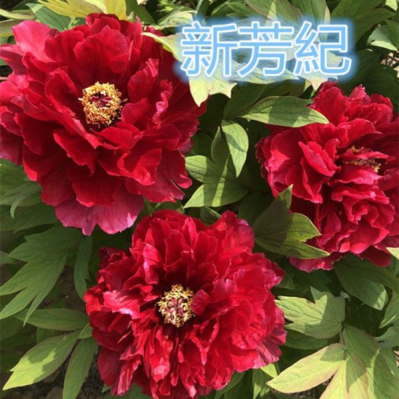 观赏牡丹大花王，牡丹花王现起苗现发货，菏泽基地直供货源充