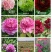 观赏牡丹大花王，牡丹花王现起苗现发货，菏泽基地直供货源充