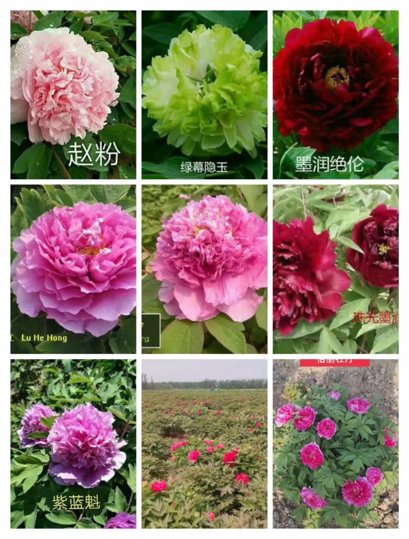 观赏牡丹大花王，牡丹花王现起苗现发货，菏泽基地直供货源充