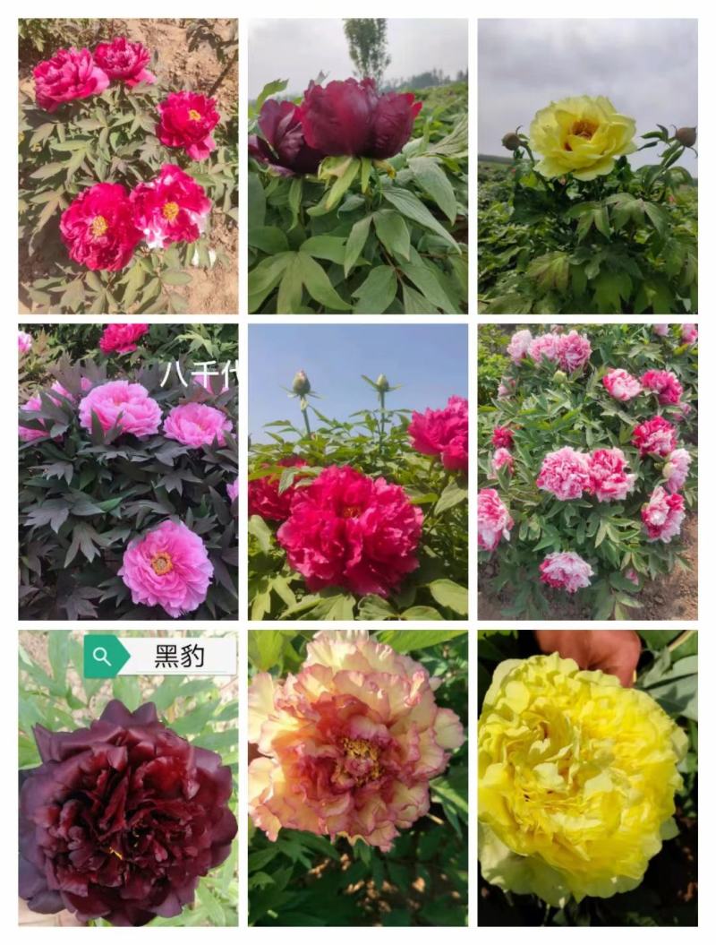 观赏牡丹大花王，牡丹花王现起苗现发货，菏泽基地直供货源充