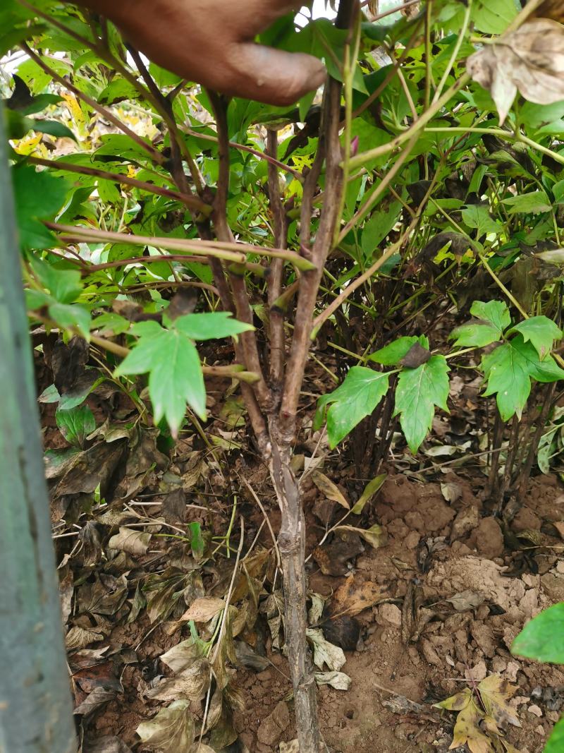 观赏牡丹大花王，牡丹花王现起苗现发货，菏泽基地直供货源充