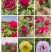 观赏牡丹大花王，牡丹花王现起苗现发货，菏泽基地直供货源充