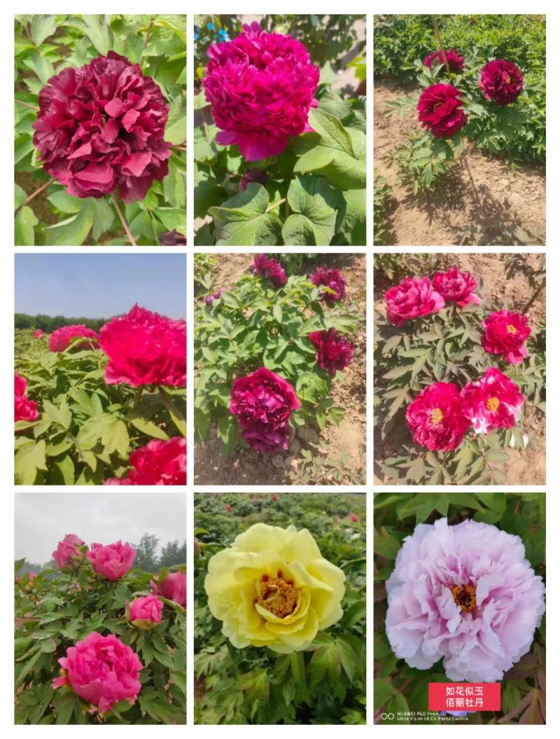 观赏牡丹大花王，牡丹花王现起苗现发货，菏泽基地直供货源充