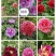 观赏牡丹大花王，牡丹花王现起苗现发货，菏泽基地直供货源充