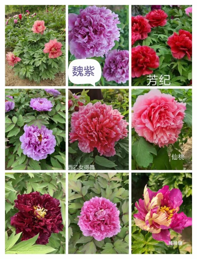 观赏牡丹大花王，牡丹花王现起苗现发货，菏泽基地直供货源充