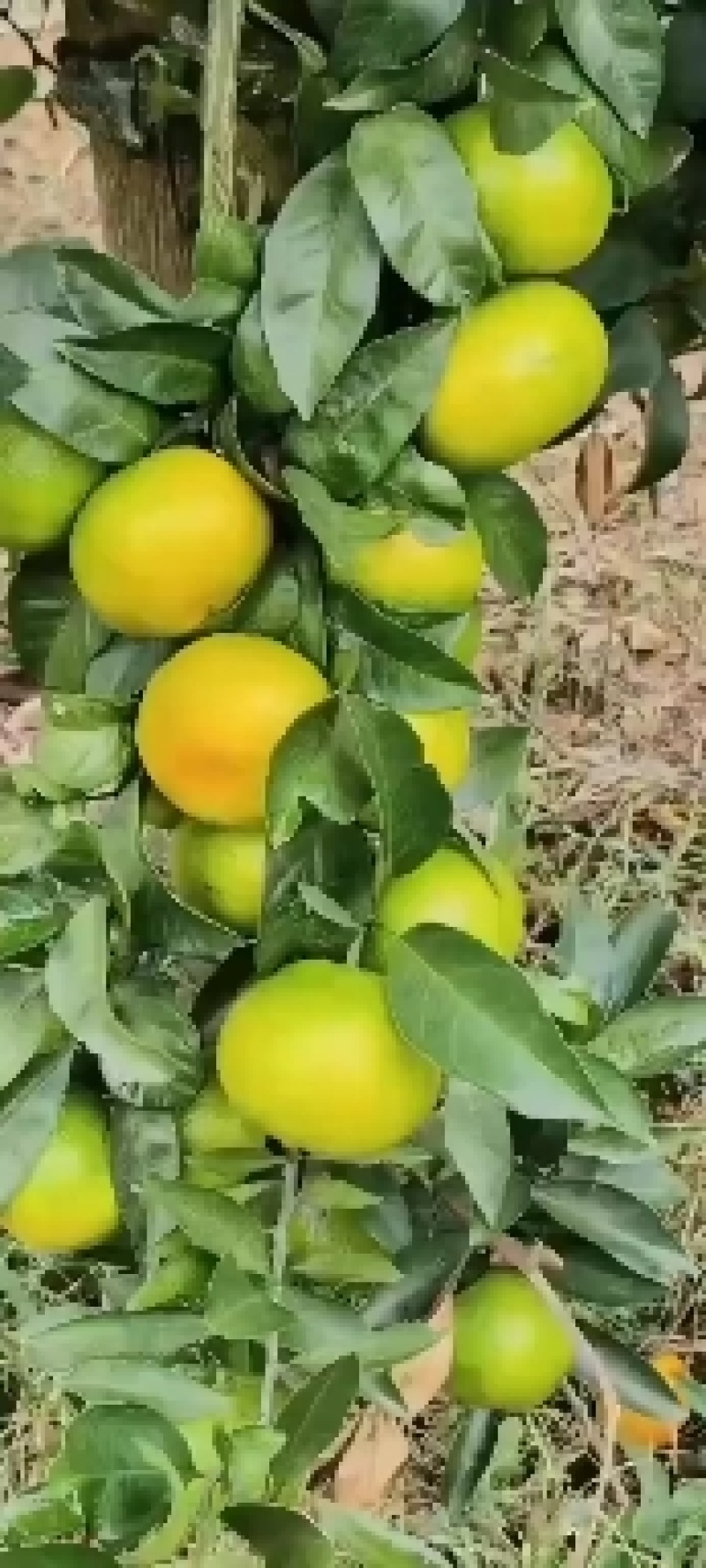 严选湖北蜜橘柑桔普早电商社团市场外贸美团多多