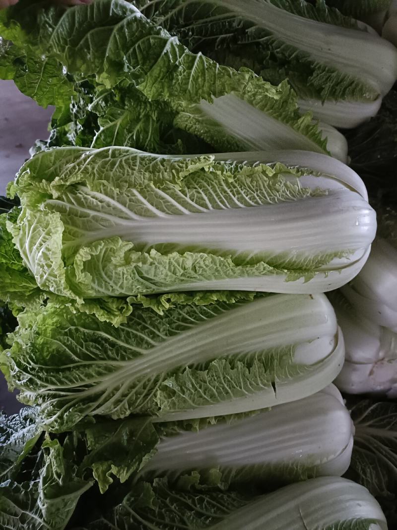 山东北京3号大白菜商超加工厂泡菜酸菜厂需要可以联系