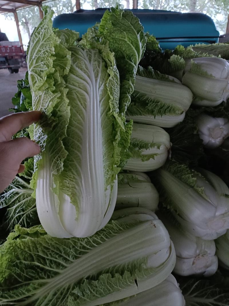 山东北京3号大白菜商超加工厂泡菜酸菜厂需要可以联系