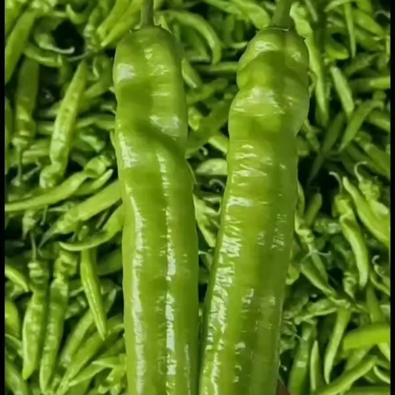 黄皮尖椒大量供应各大市场，商超，电商平台