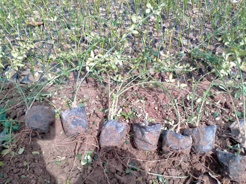 扶芳藤，基地出货质量保证，各种规格齐全.