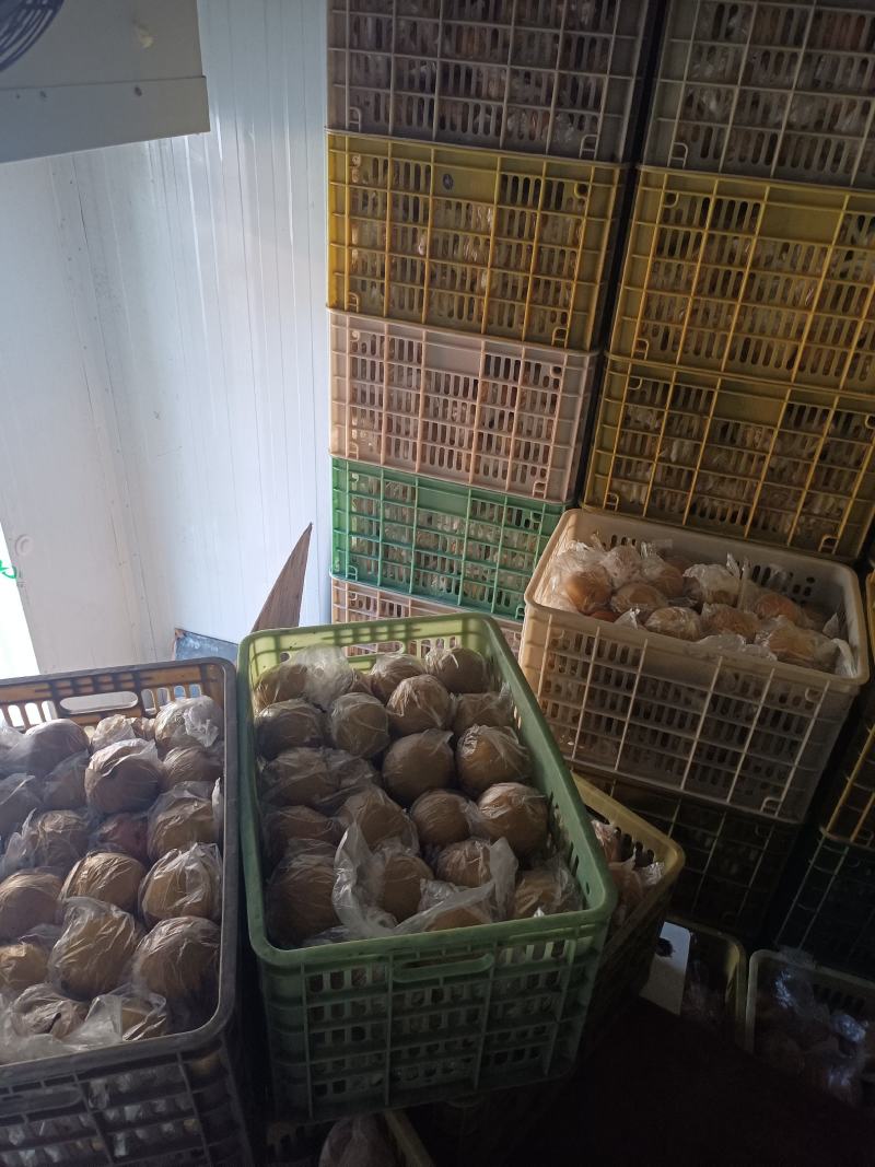 金秋大黄梨