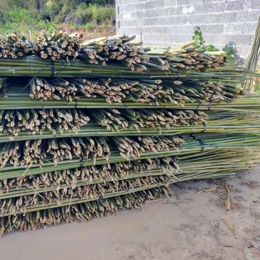 金竹出售，各种规格定制，喜欢的老板来撩，尾口1-3公分