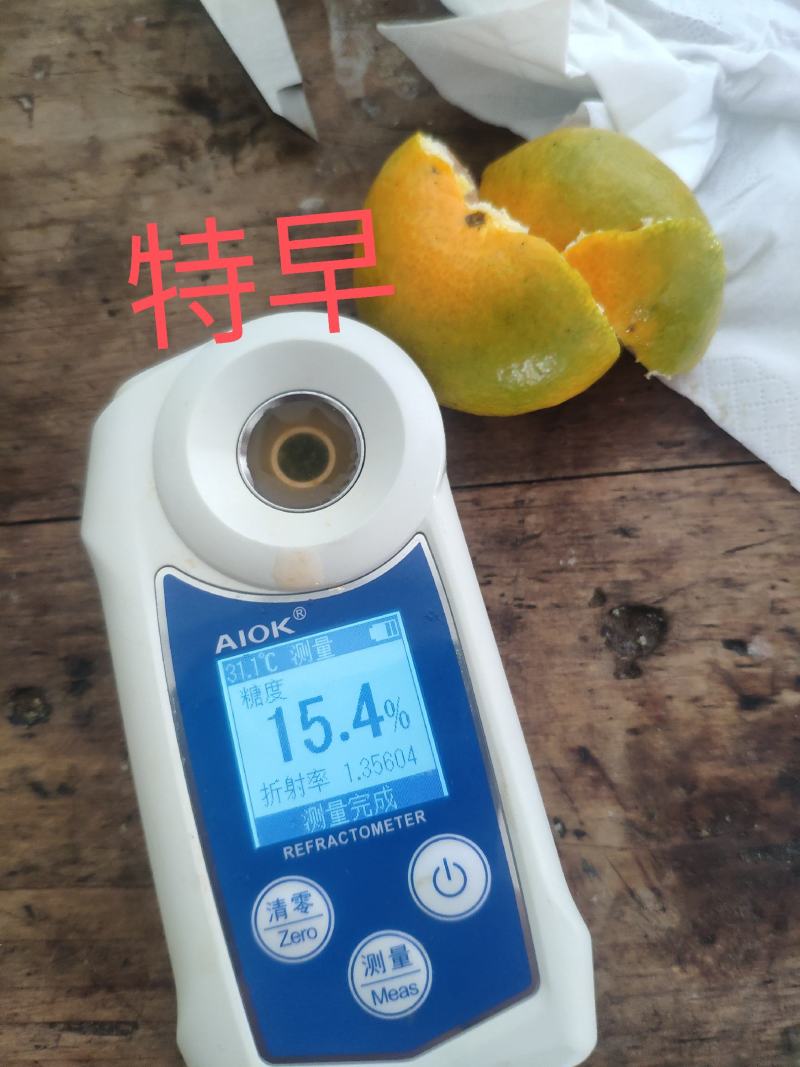 东江湖蜜桔大量上市皮薄多汁又化渣口感好糖度高