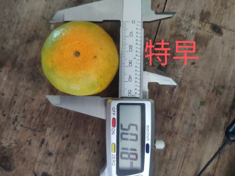东江湖蜜桔大量上市皮薄多汁又化渣口感好糖度高