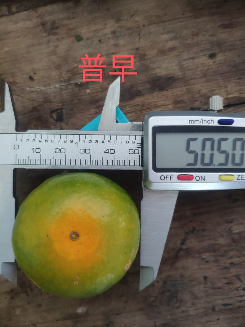 东江湖蜜桔大量上市皮薄多汁又化渣口感好糖度高