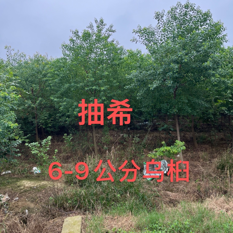乌桕，乌桕小苗，自产自销，现挖发货，可单栽可拼丛，