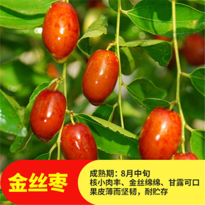 冬枣树苗沾化二三代冬枣苗结果脆甜现挖现发包成活包结果