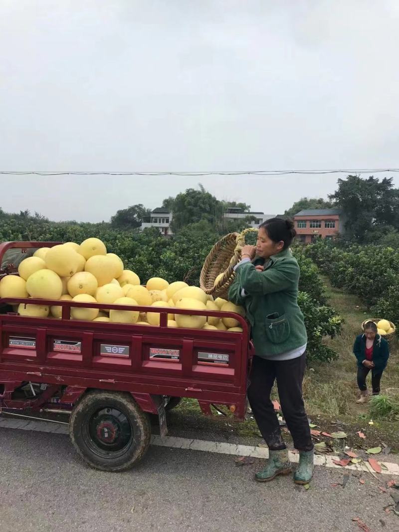 精品柚子哦，，皮薄。果肉饱满。不干水甜度好。需要的赶快联