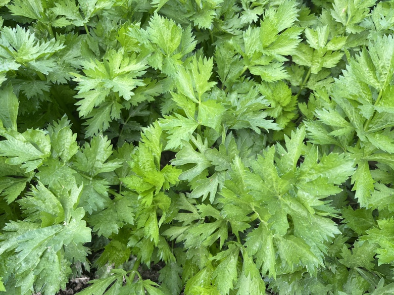 芹菜特写