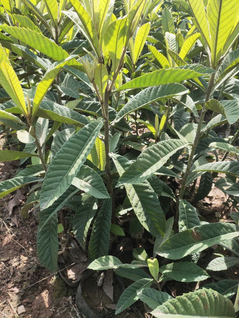 大五星枇杷杯苗，品种保证，基地现挖，可签合同