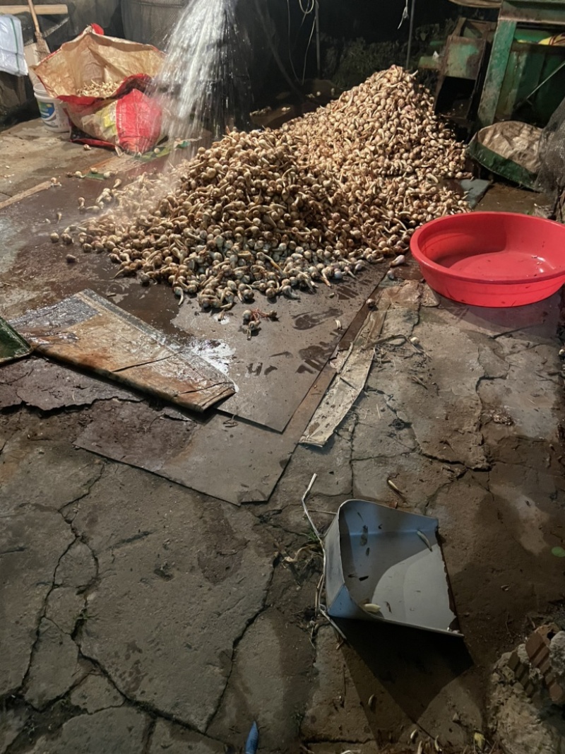 慈菇基地批发，价格便宜，价格便宜，价格便宜。价格便宜。