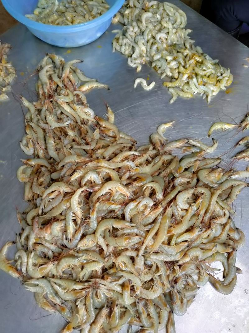 北海虾船捕捞天然南美白对虾虾仁很适合做馅料