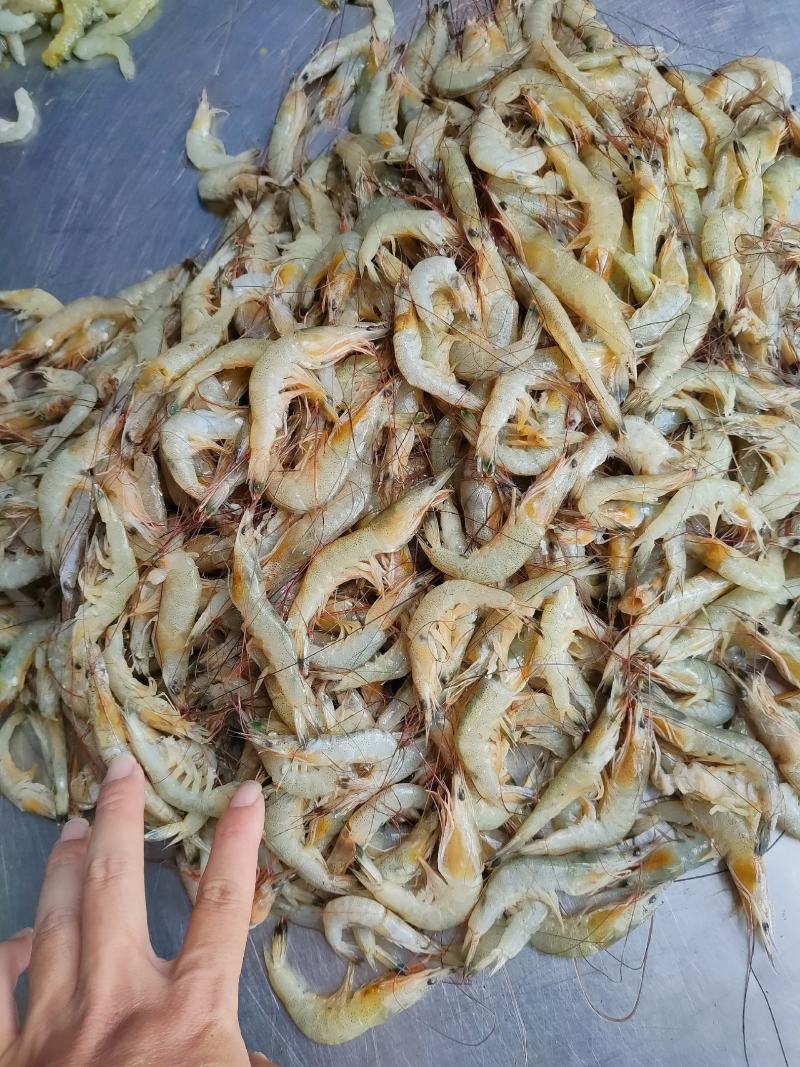 北海虾船捕捞天然南美白对虾虾仁很适合做馅料