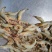 北海虾船捕捞天然南美白对虾虾仁很适合做馅料