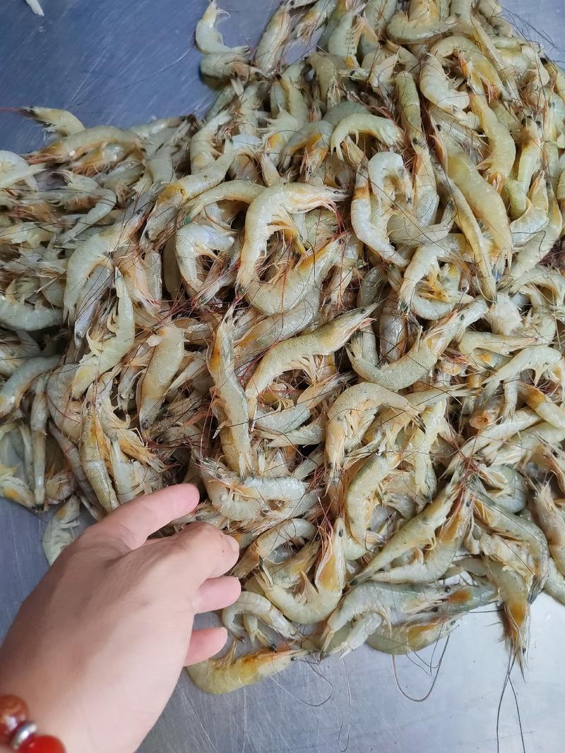 北海虾船捕捞天然南美白对虾虾仁很适合做馅料