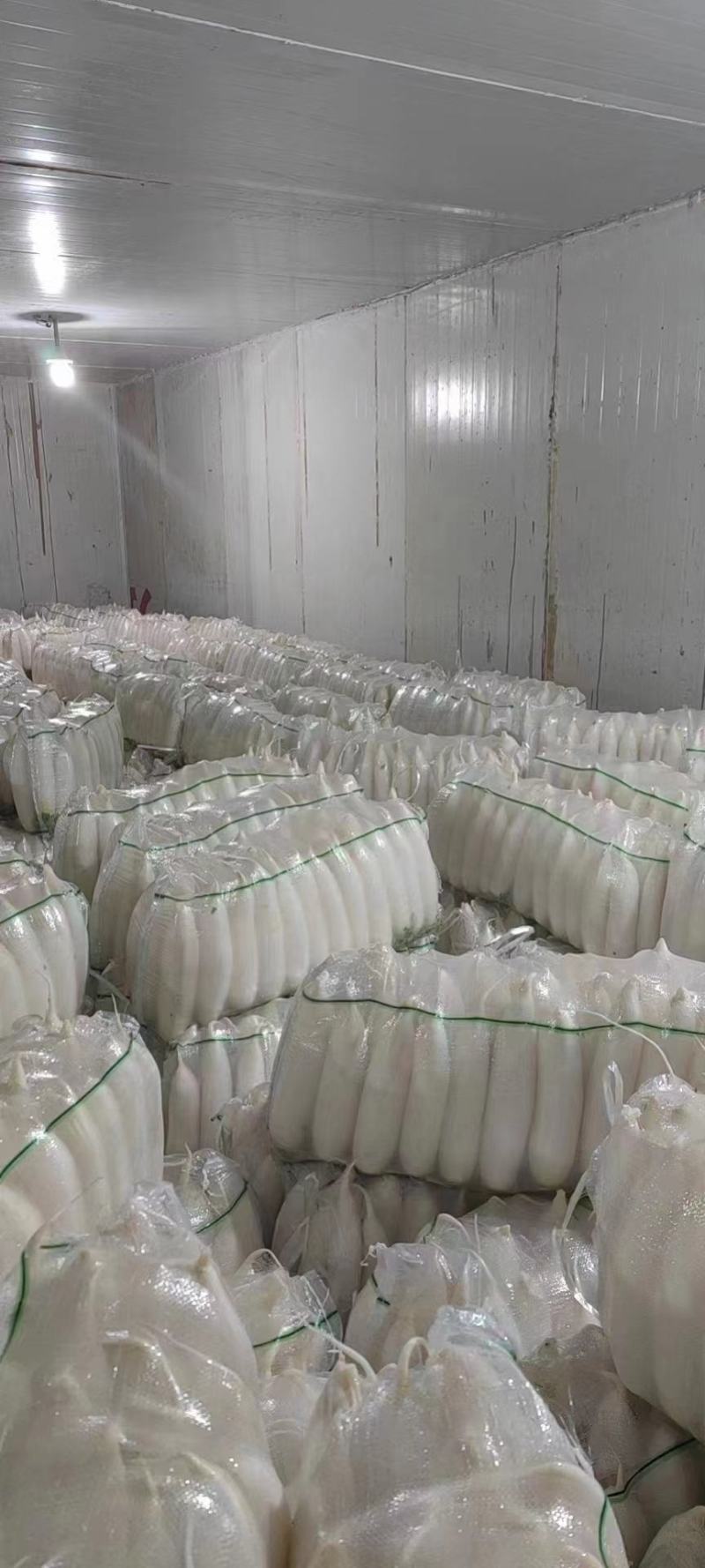 韩国白萝卜香甜可口秋冬季煲汤爆炒凉拌佳品