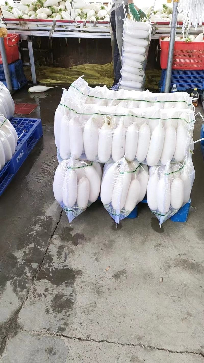 韩国白萝卜香甜可口秋冬季煲汤爆炒凉拌佳品