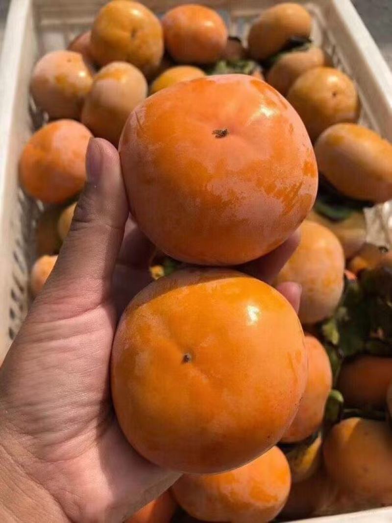 阳丰次郎脆甜柿子，从树上摘下来就可以吃的柿子，脆甜可口，