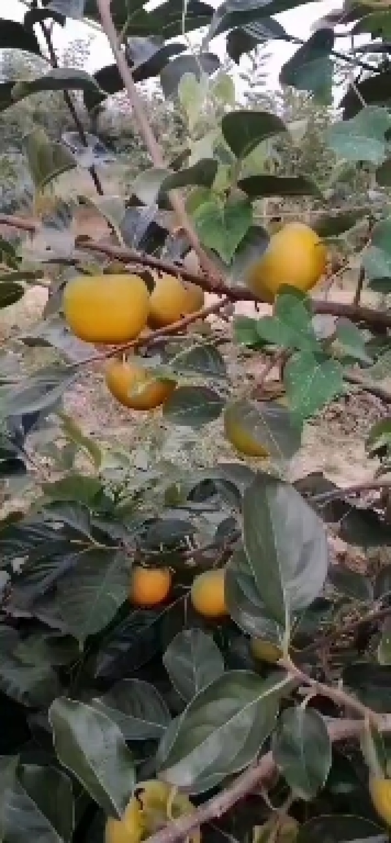 阳丰次郎脆甜柿子，从树上摘下来就可以吃的柿子，脆甜可口，