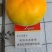 阳丰次郎脆甜柿子，从树上摘下来就可以吃的柿子，脆甜可口，