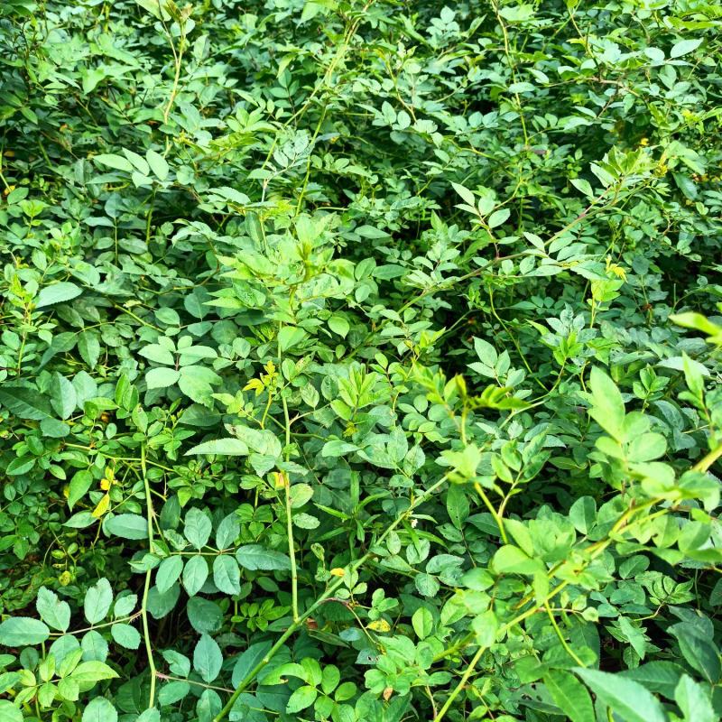 【基地直发】【特价供应】【牛商推荐】黄刺梅（玫）