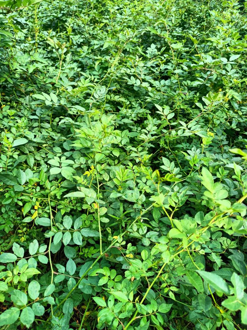【基地直发】【特价供应】【牛商推荐】黄刺梅（玫）