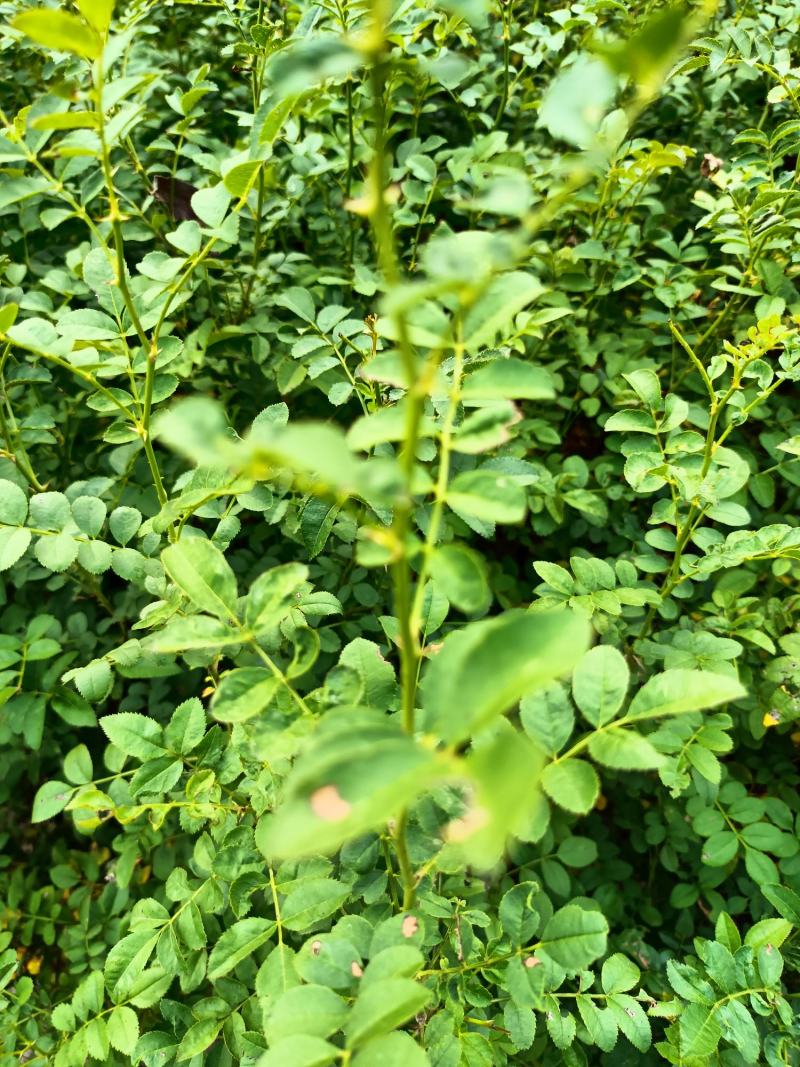 【基地直发】【特价供应】【牛商推荐】黄刺梅（玫）