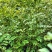 【基地直发】【特价供应】【牛商推荐】黄刺梅（玫）
