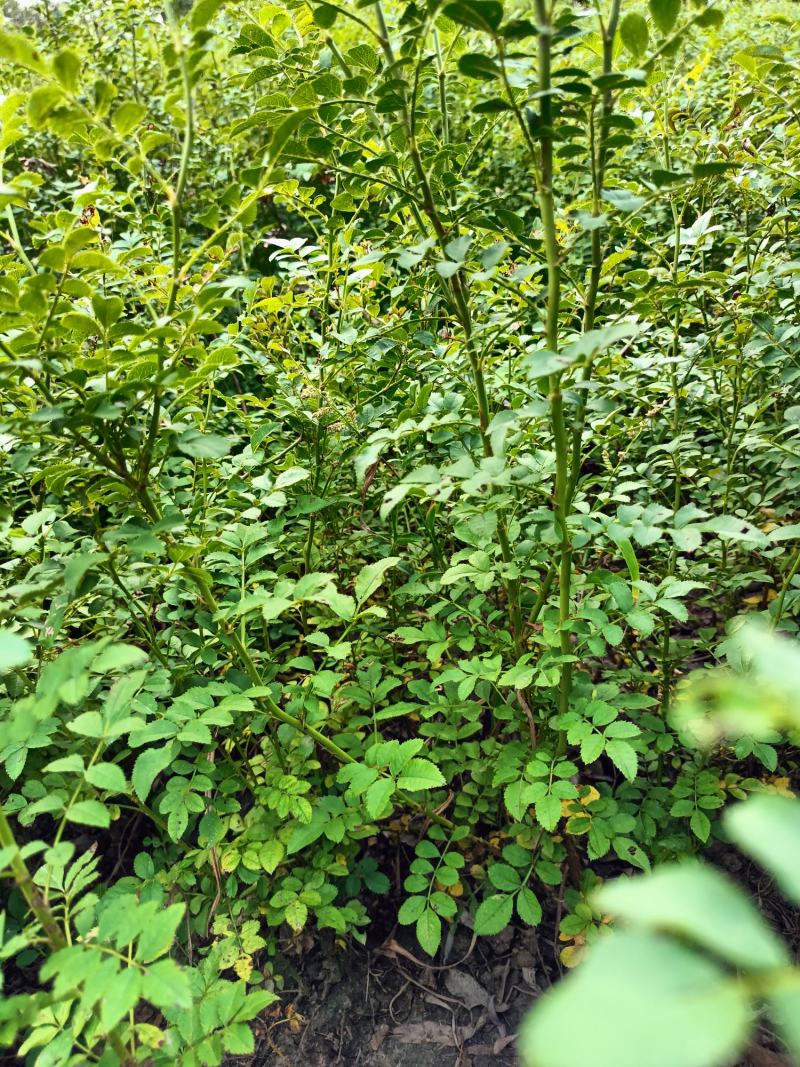 【基地直发】【特价供应】【牛商推荐】黄刺梅（玫）