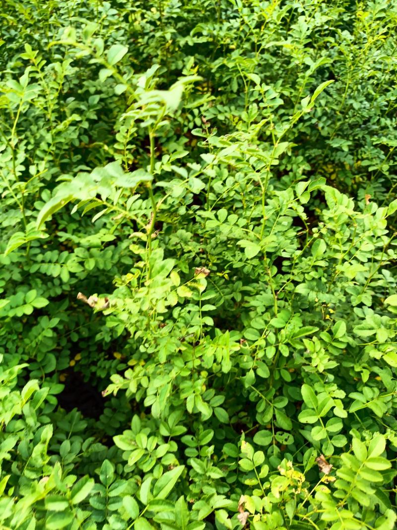 【基地直发】【特价供应】【牛商推荐】黄刺梅（玫）