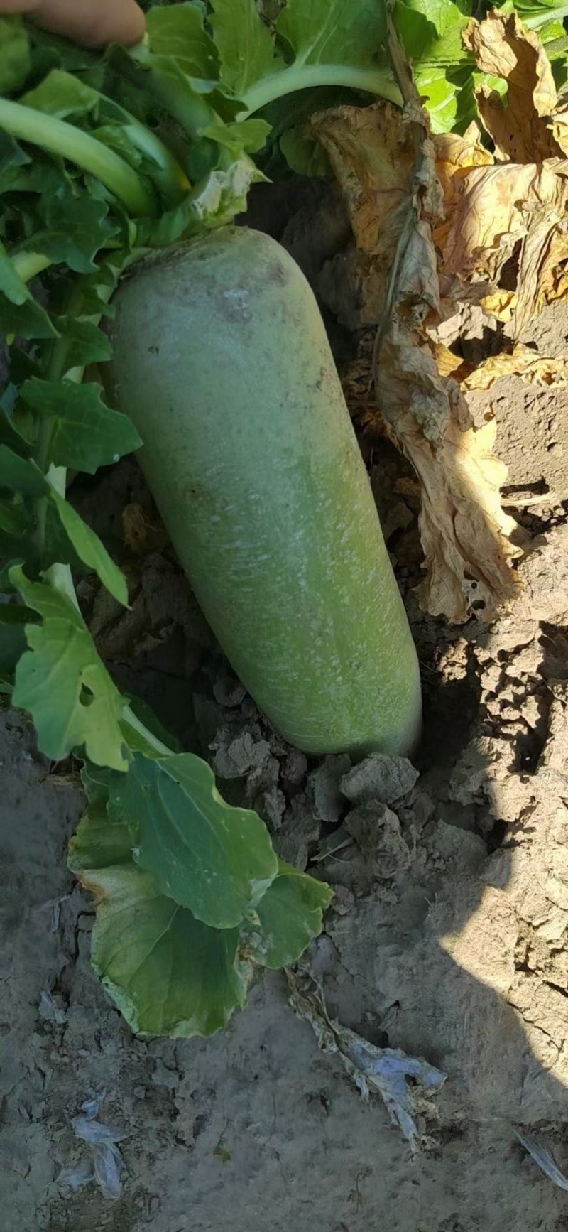 吉林产区精品水果萝卜大量上市，无虫眼，无蛆道，货量充足