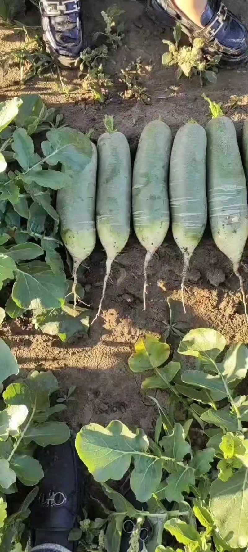 吉林产区精品水果萝卜大量上市，无虫眼，无蛆道，货量充足